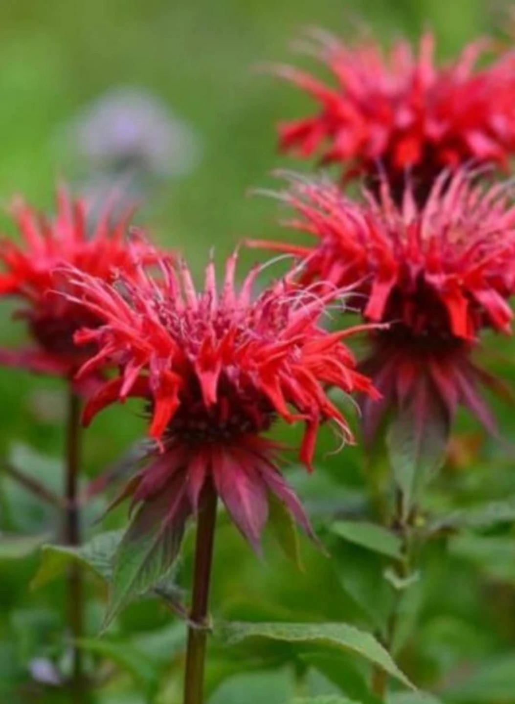 Bee balm - photo 2