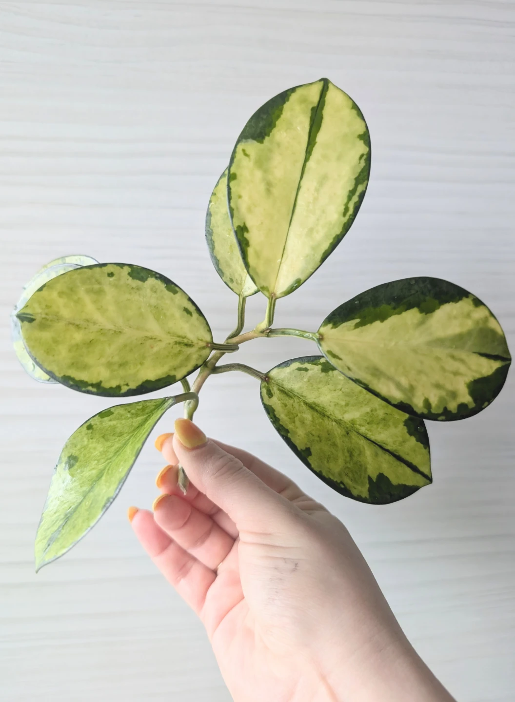 Hoya australis 'lisa' cuttings