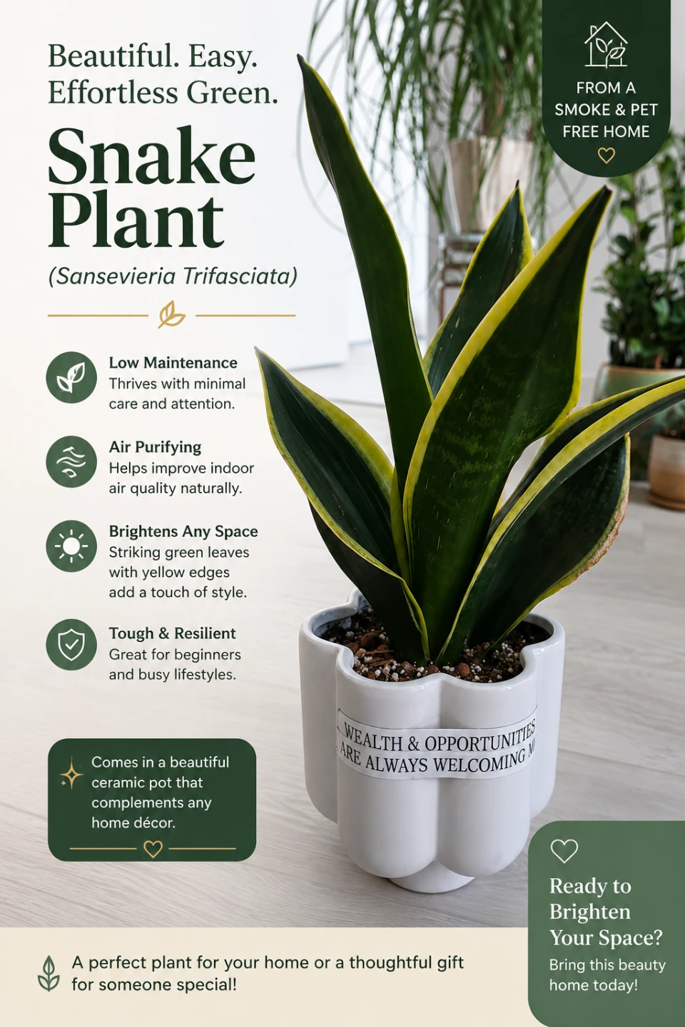 Sansevieria Rosette Snake Plant