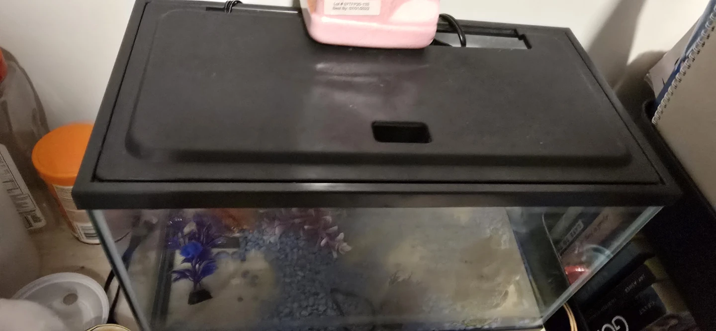 Aquarium Tank with Filter and Decorations