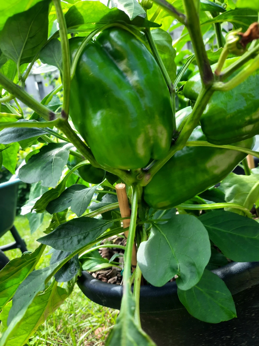 Organic sweet peppers - photo 2