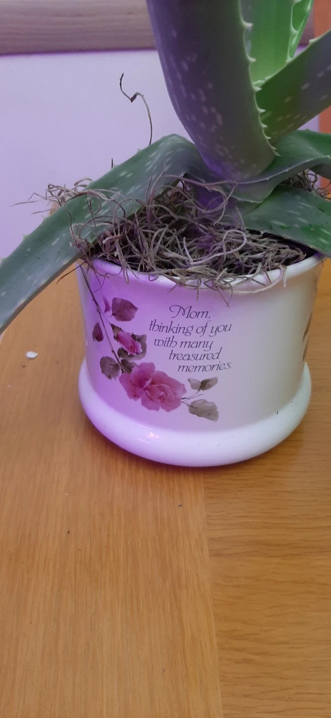 Potted Aloe Vera Plant for Mothers Day