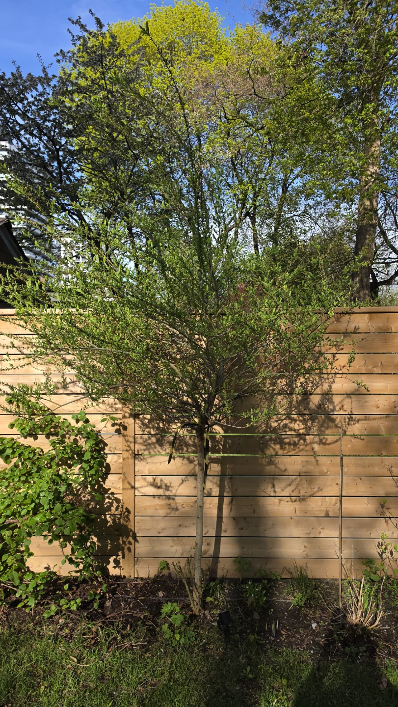 Young Tree