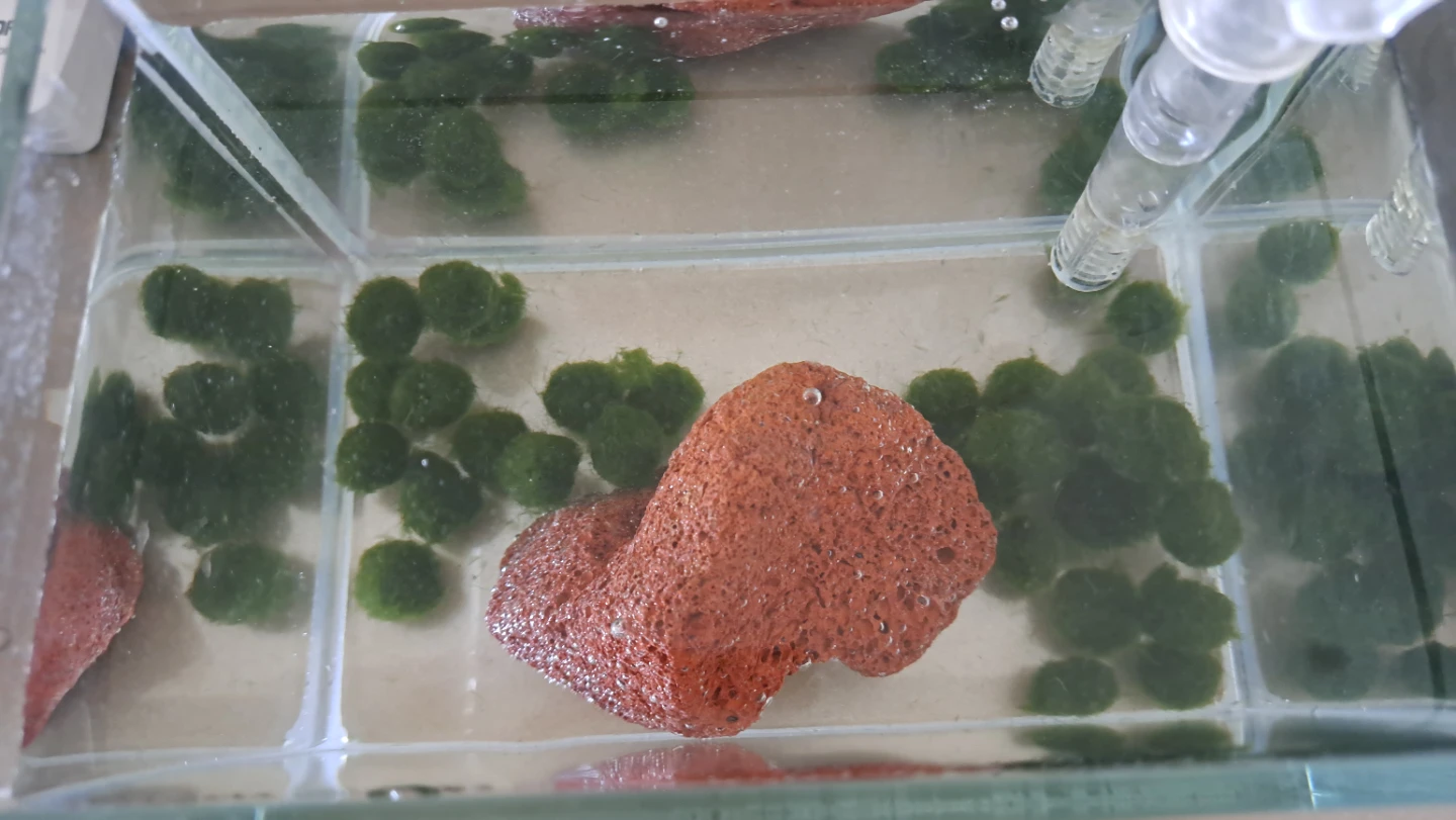 Moss Balls (Aquatic plant) - photo 4