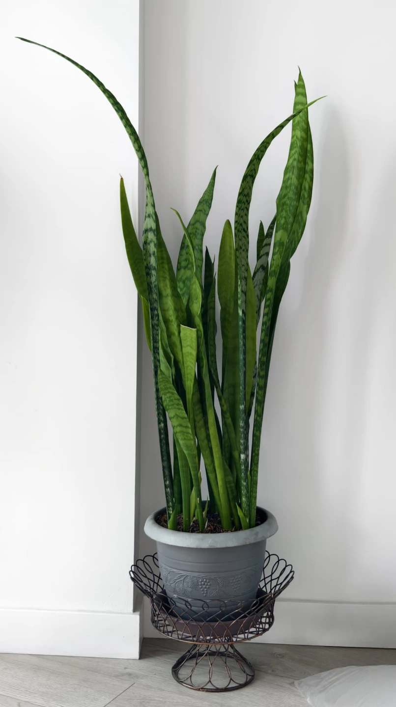 Snake Plant in Pot - Ready for Pickup