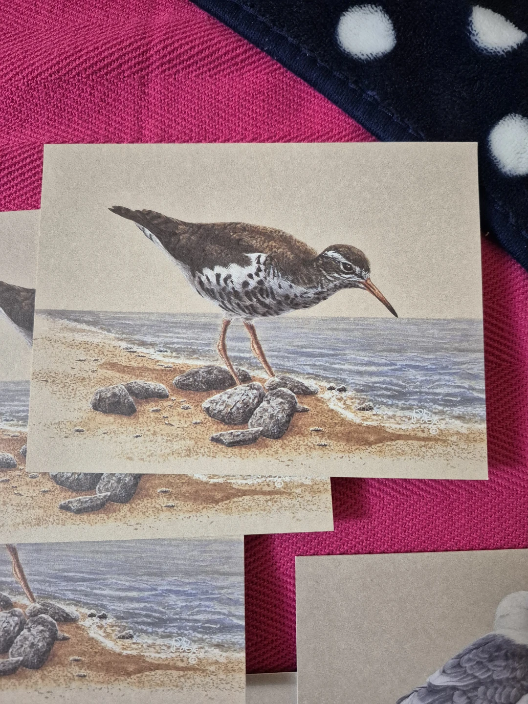 9 Bird Cards by the Canadian Wildlife Federation NEW - photo 2