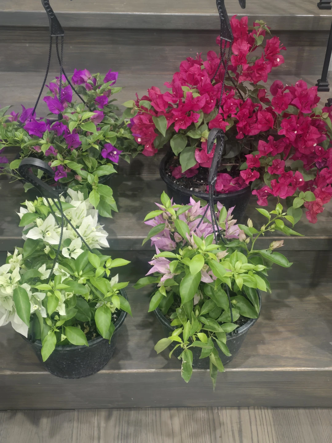 4 Assorted Bougainvillea 10"hanging Baskets - photo 2