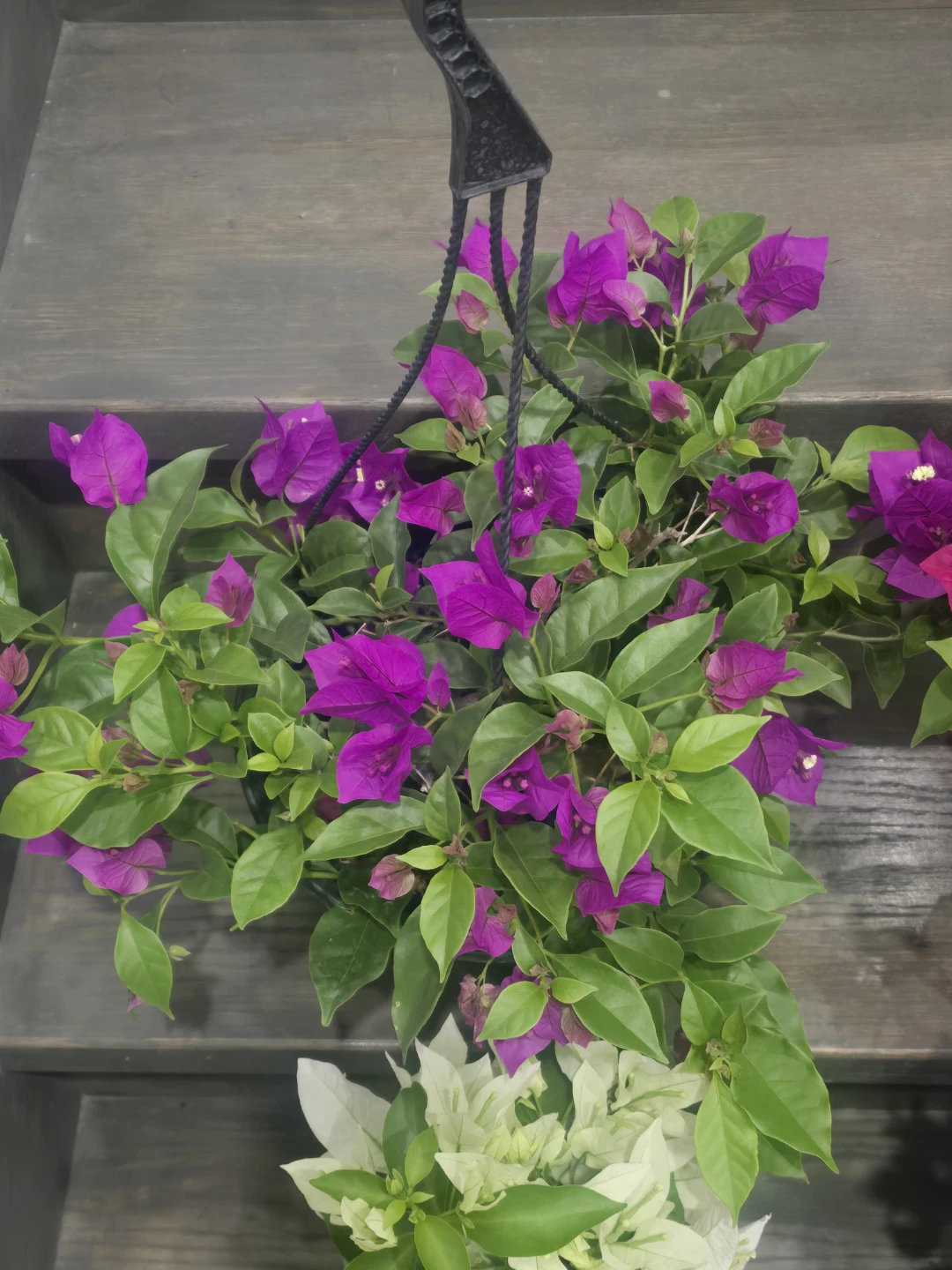 4 Assorted Bougainvillea 10"hanging Baskets - photo 4
