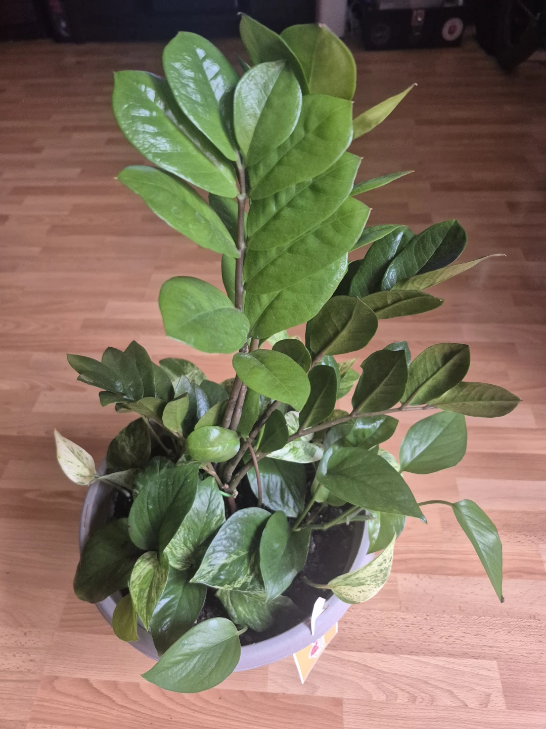 ZZ Plant and Pothos Plant in Grey Pot