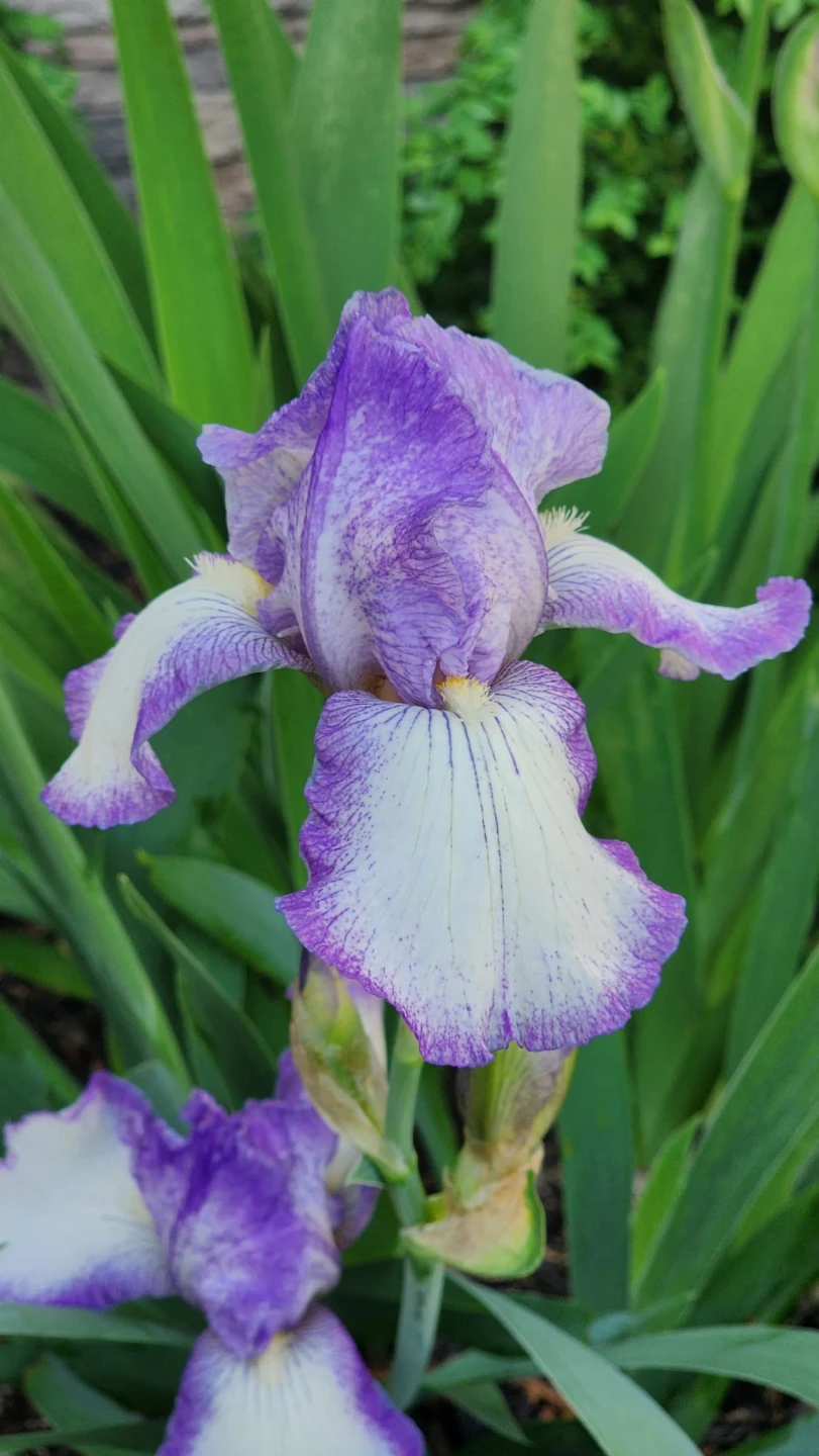 Iris plants for sale