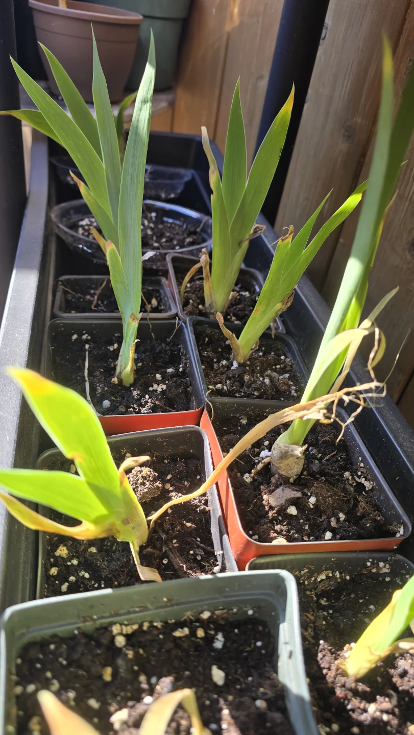 Iris plants for sale - photo 2
