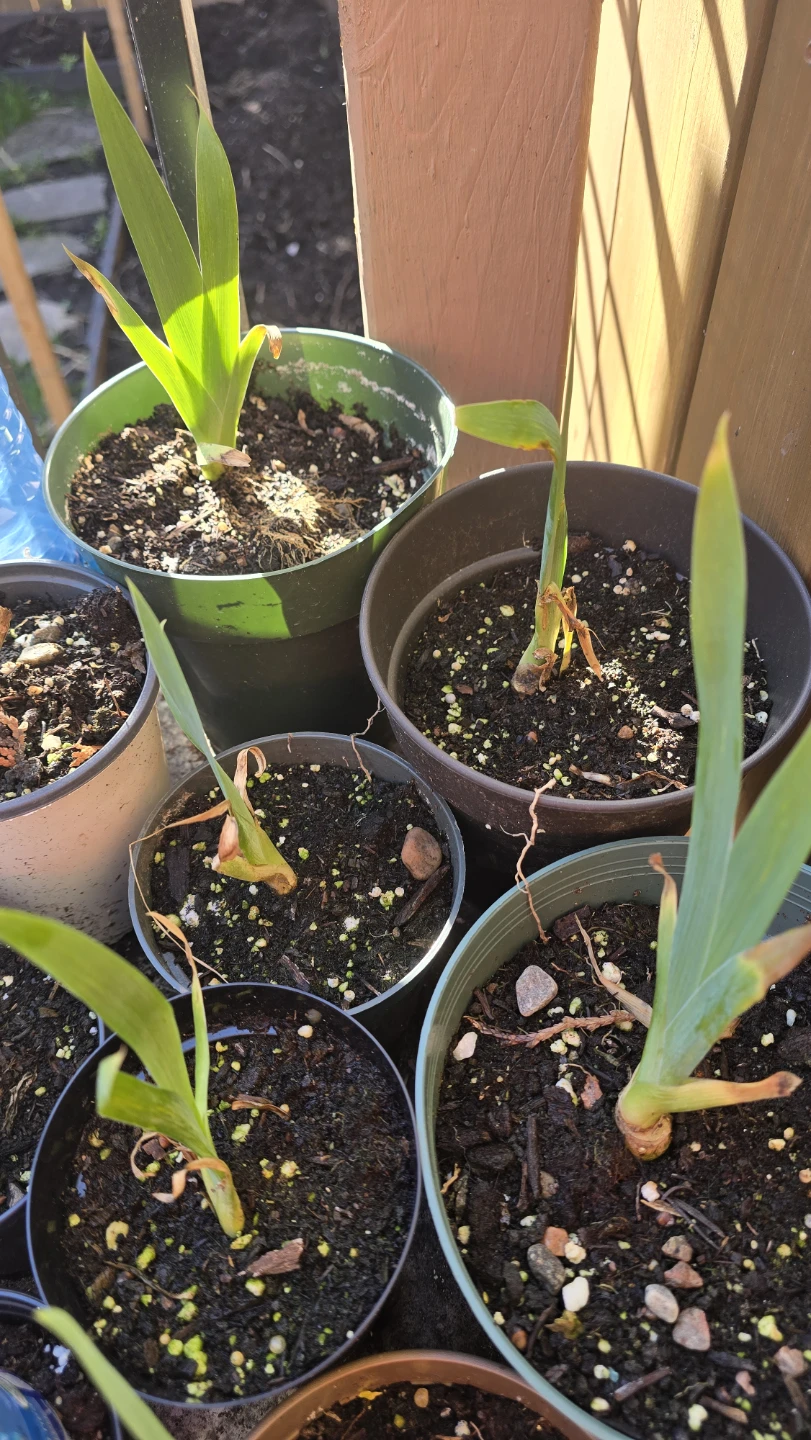 Iris plants for sale - photo 3