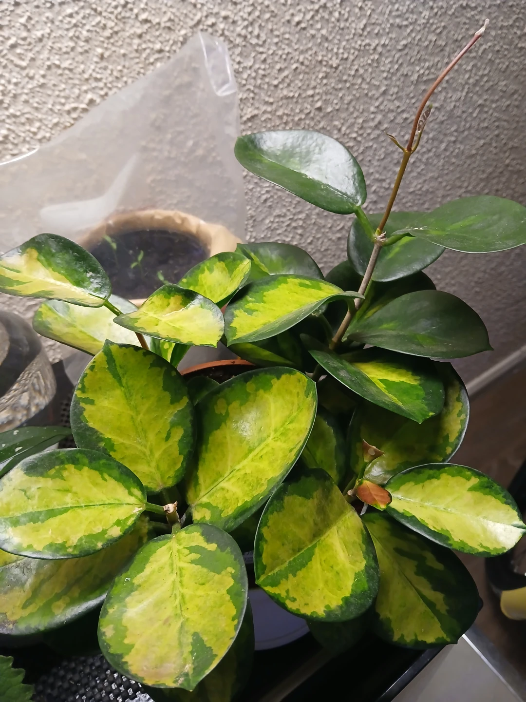 Hoya Lisa Plant