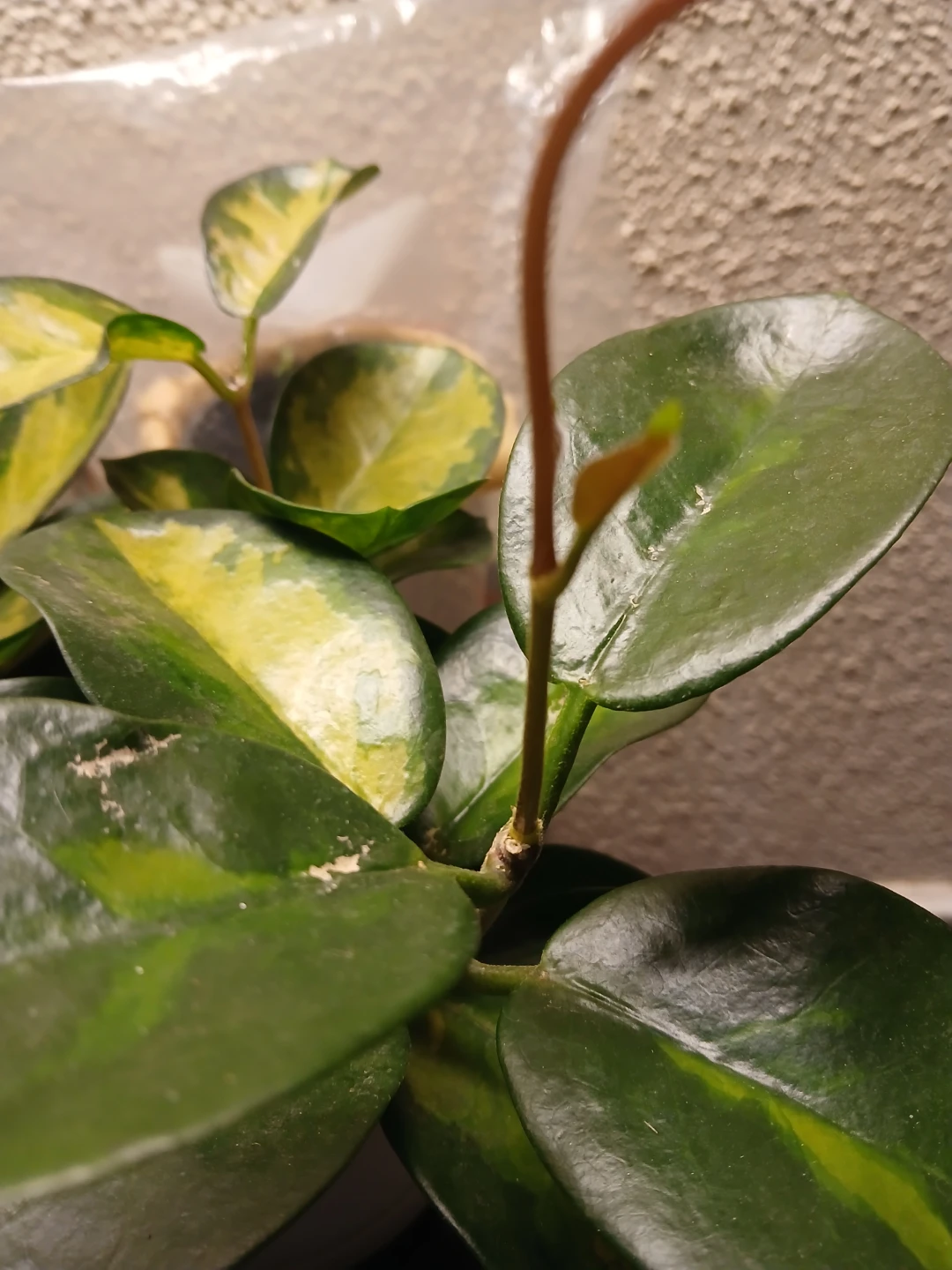 Hoya Lisa Plant - photo 2
