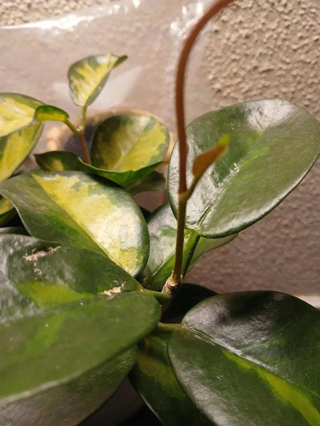 Hoya Lisa Plant - photo 2