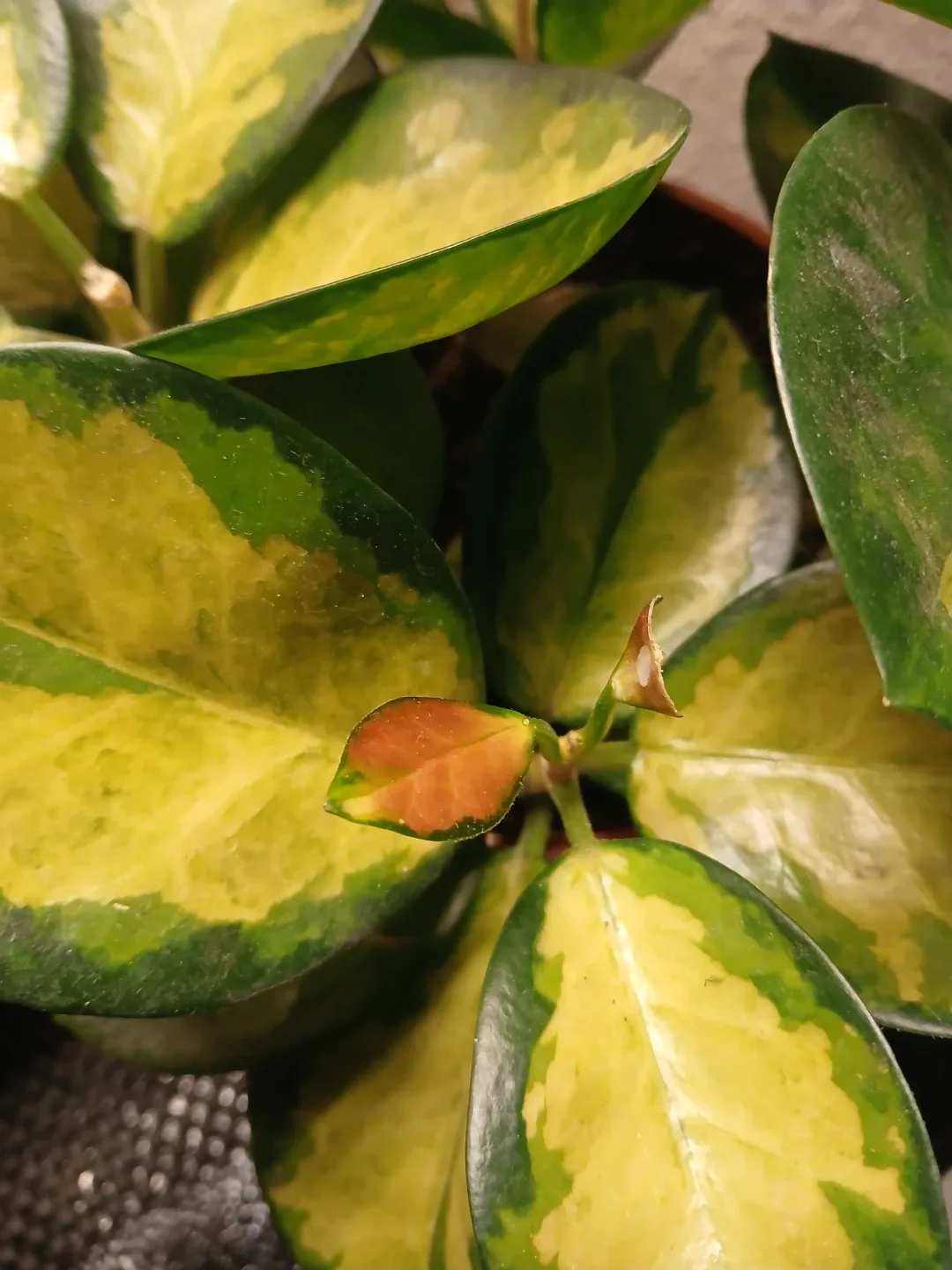 Hoya Lisa Plant - photo 3