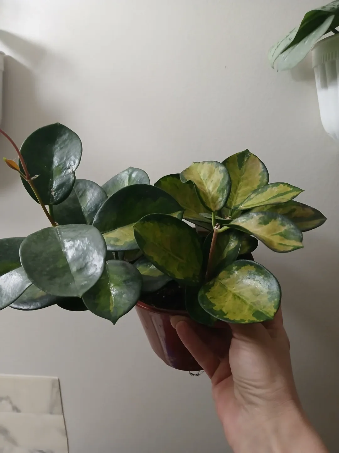 Hoya Lisa Plant - photo 4