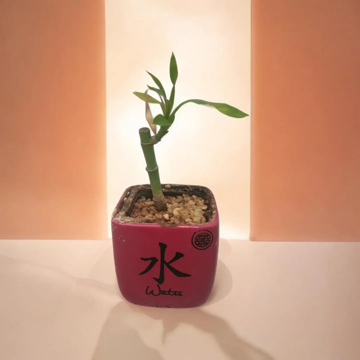 Lucky Bamboo Plant in Water Pot