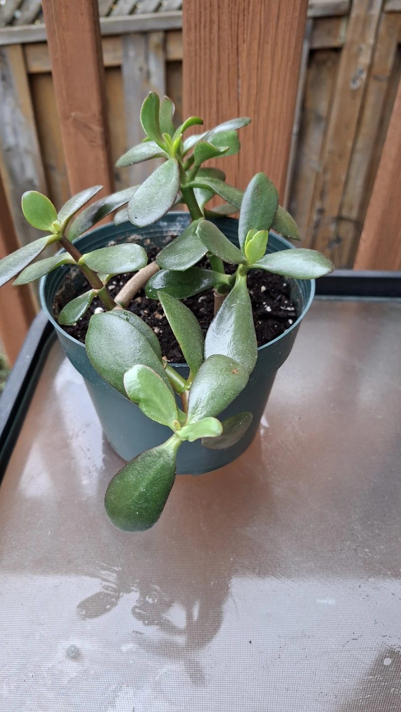 Jade Plant in Green Pot - photo 2
