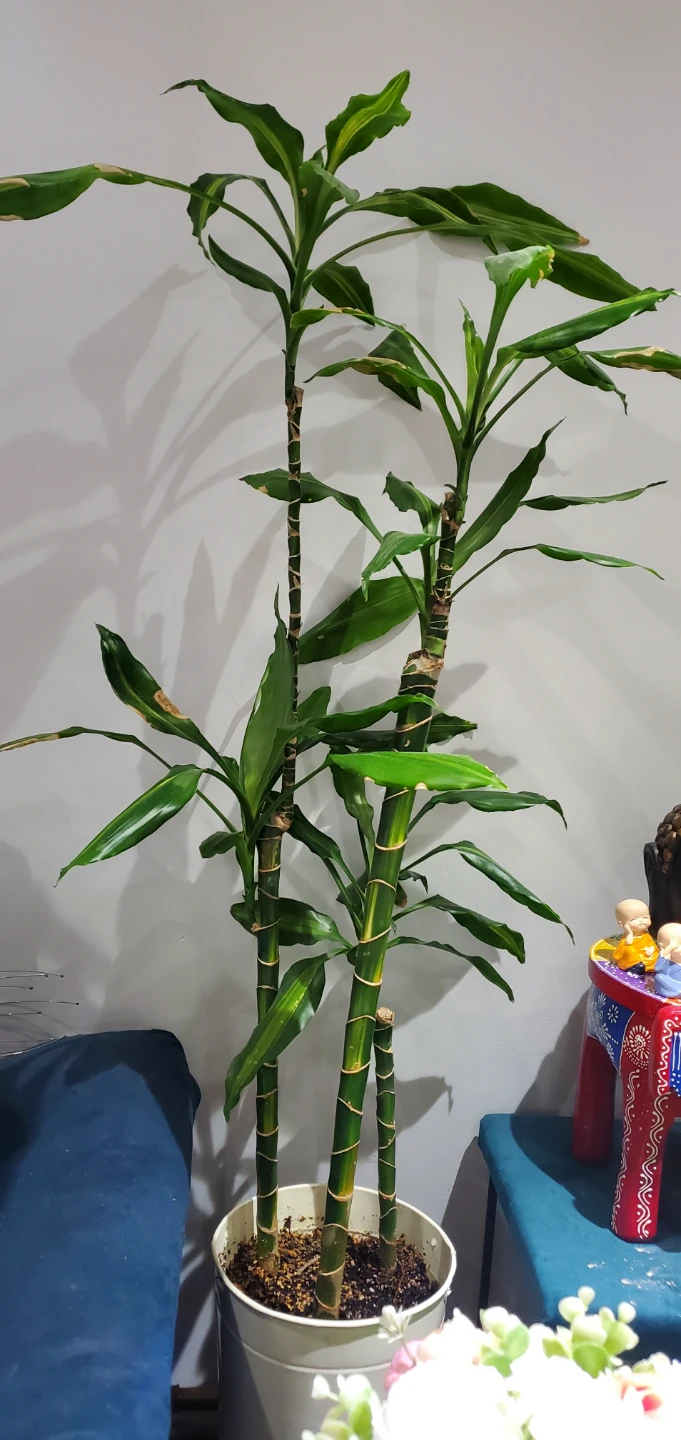 Corn Plant in White Pot.