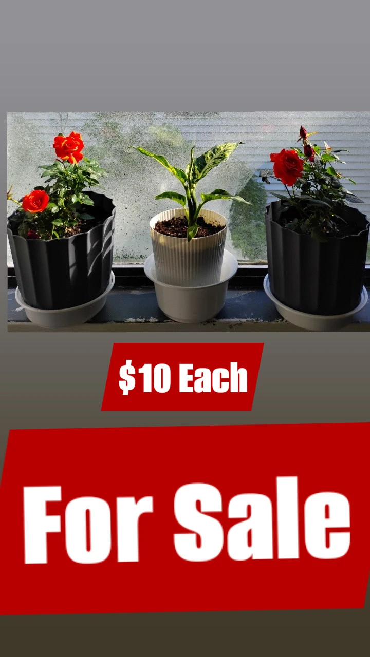 Two potted plants: rose and indoor plant