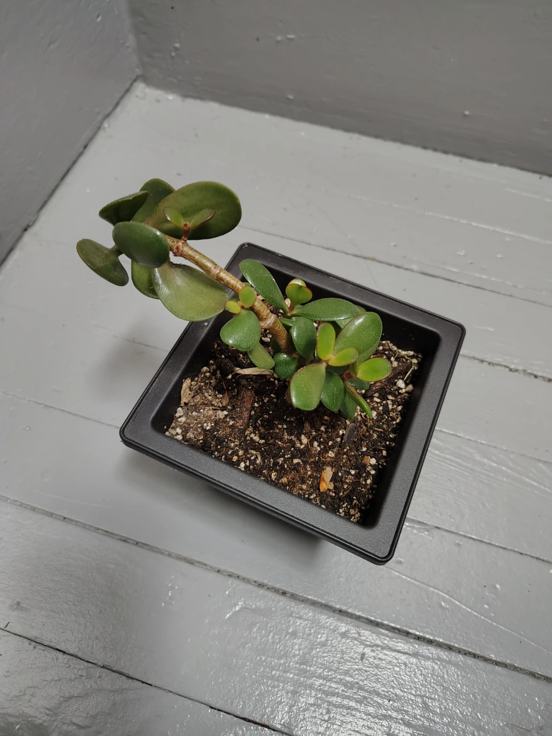 Jade Plant in Pot