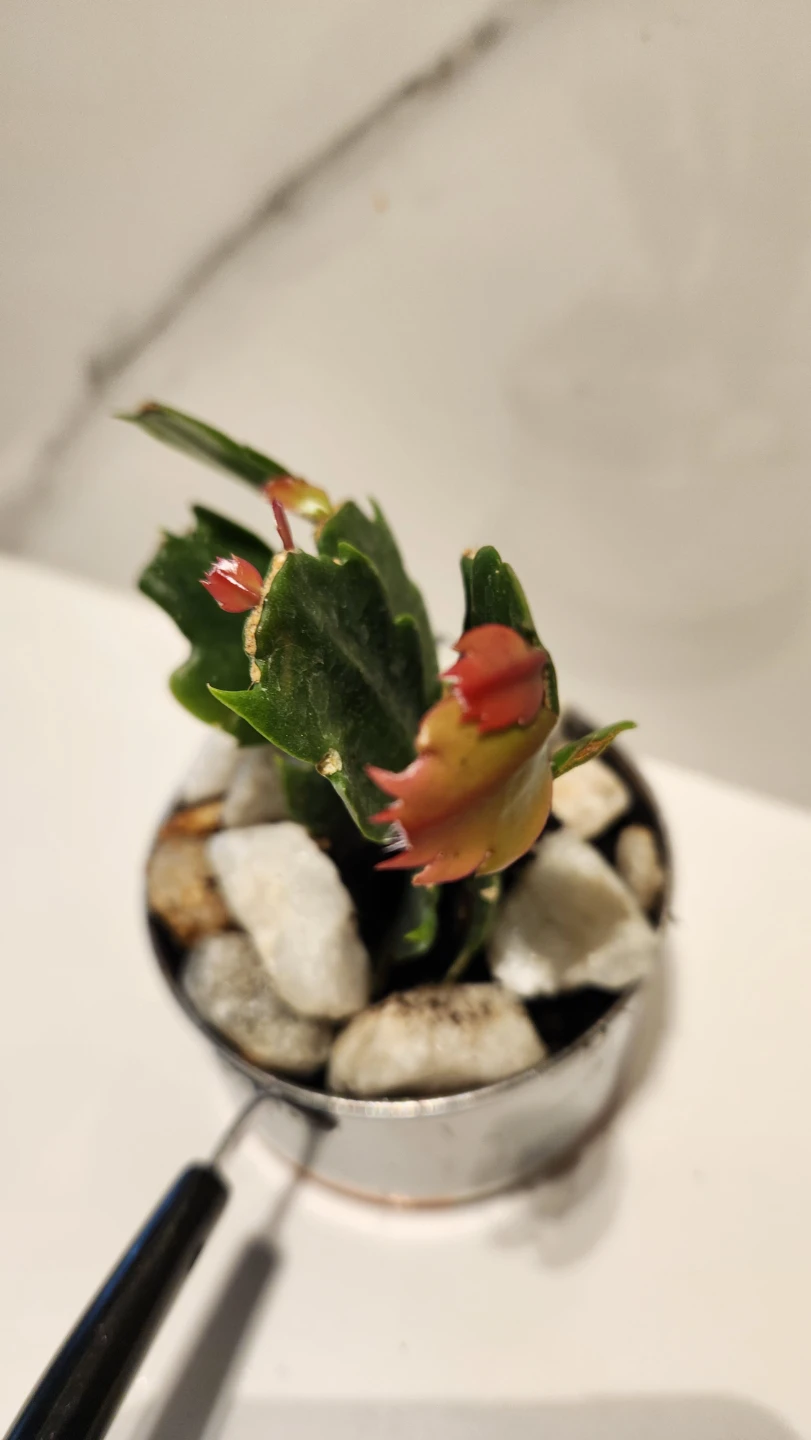 Mini cooking pot planter with plant - photo 2