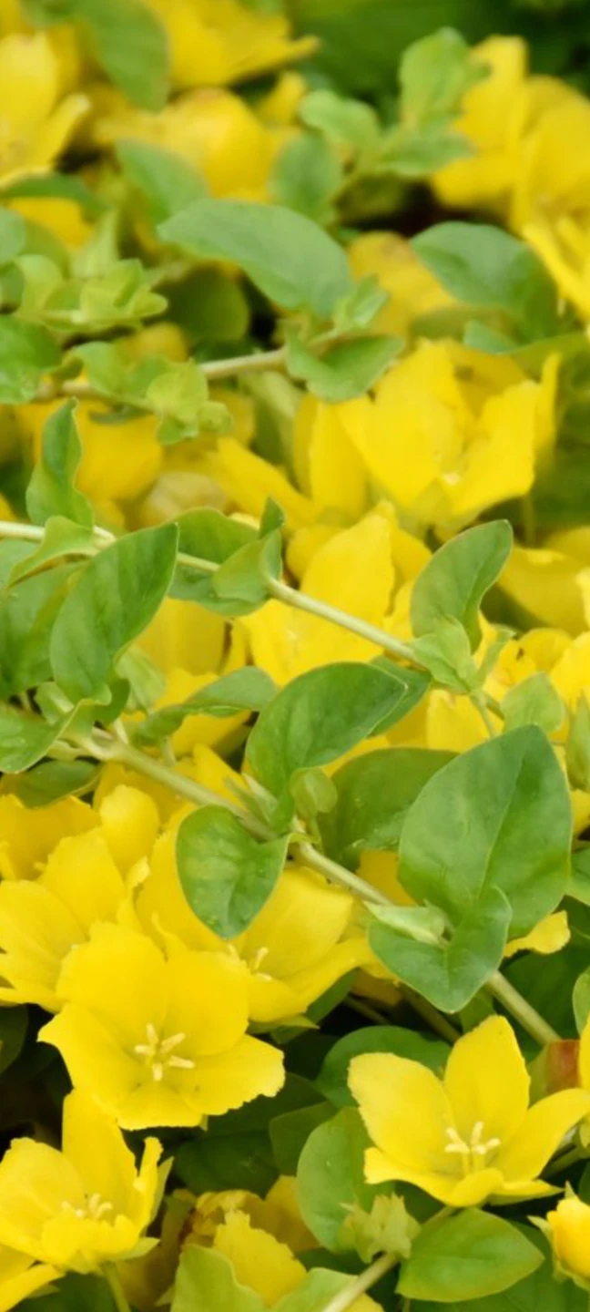 Lysimachia nummularia 'Aurea' (Golden Creeping Jenny)