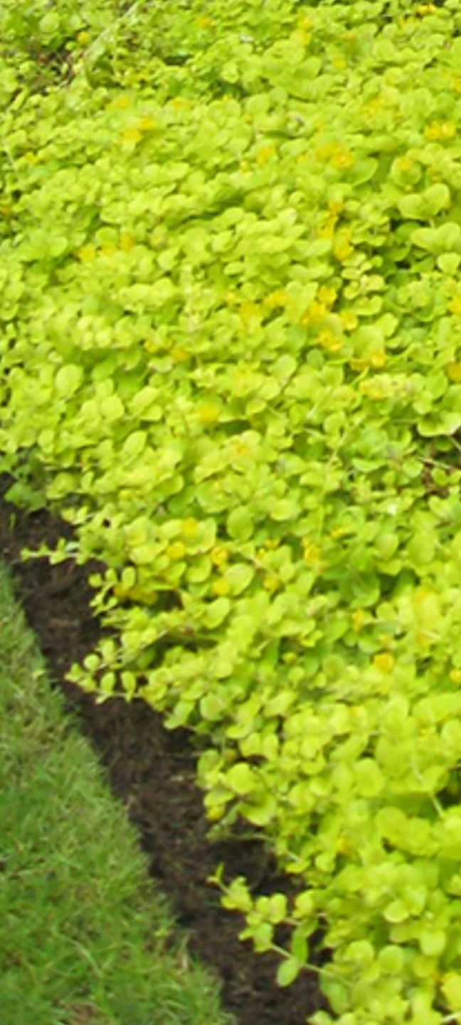 Lysimachia nummularia 'Aurea' (Golden Creeping Jenny) - photo 2