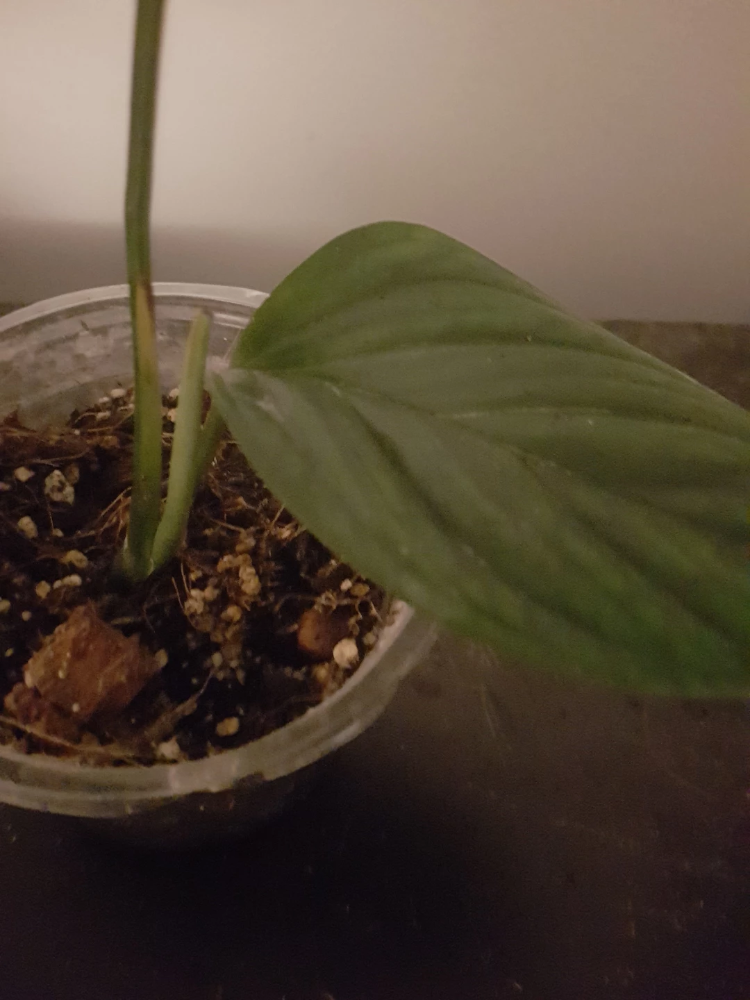 Small Monstera Plant in Pot - photo 2