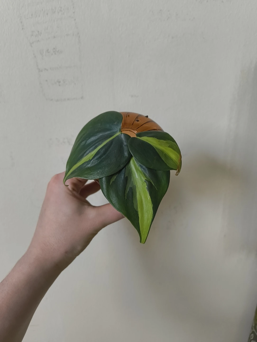 5x Philodendron Brasil cuttings