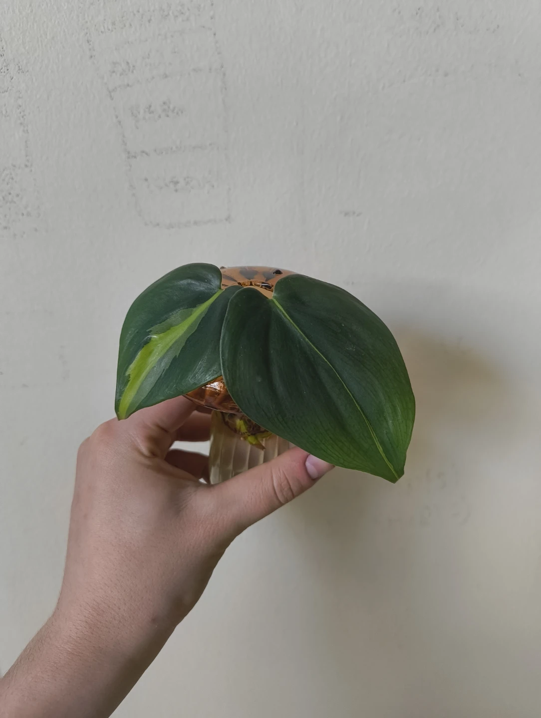 5x Philodendron Brasil cuttings - photo 2
