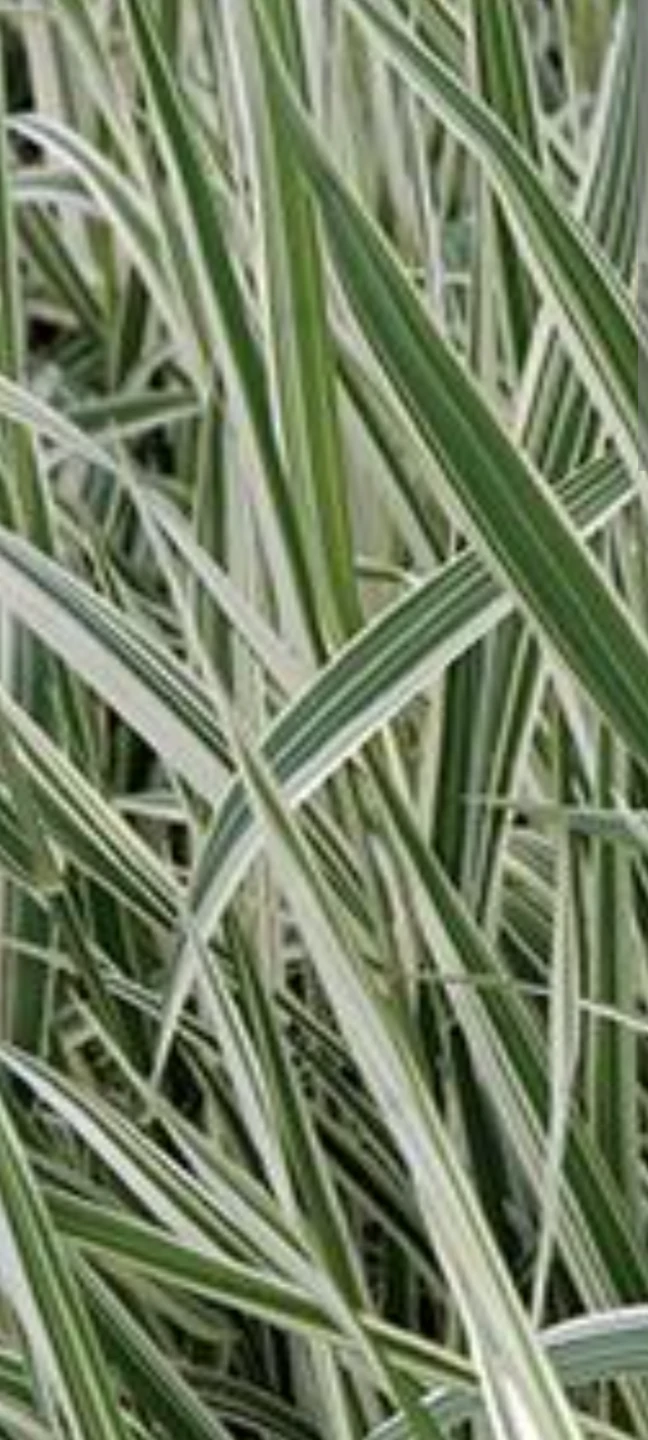 RIBON GRASS