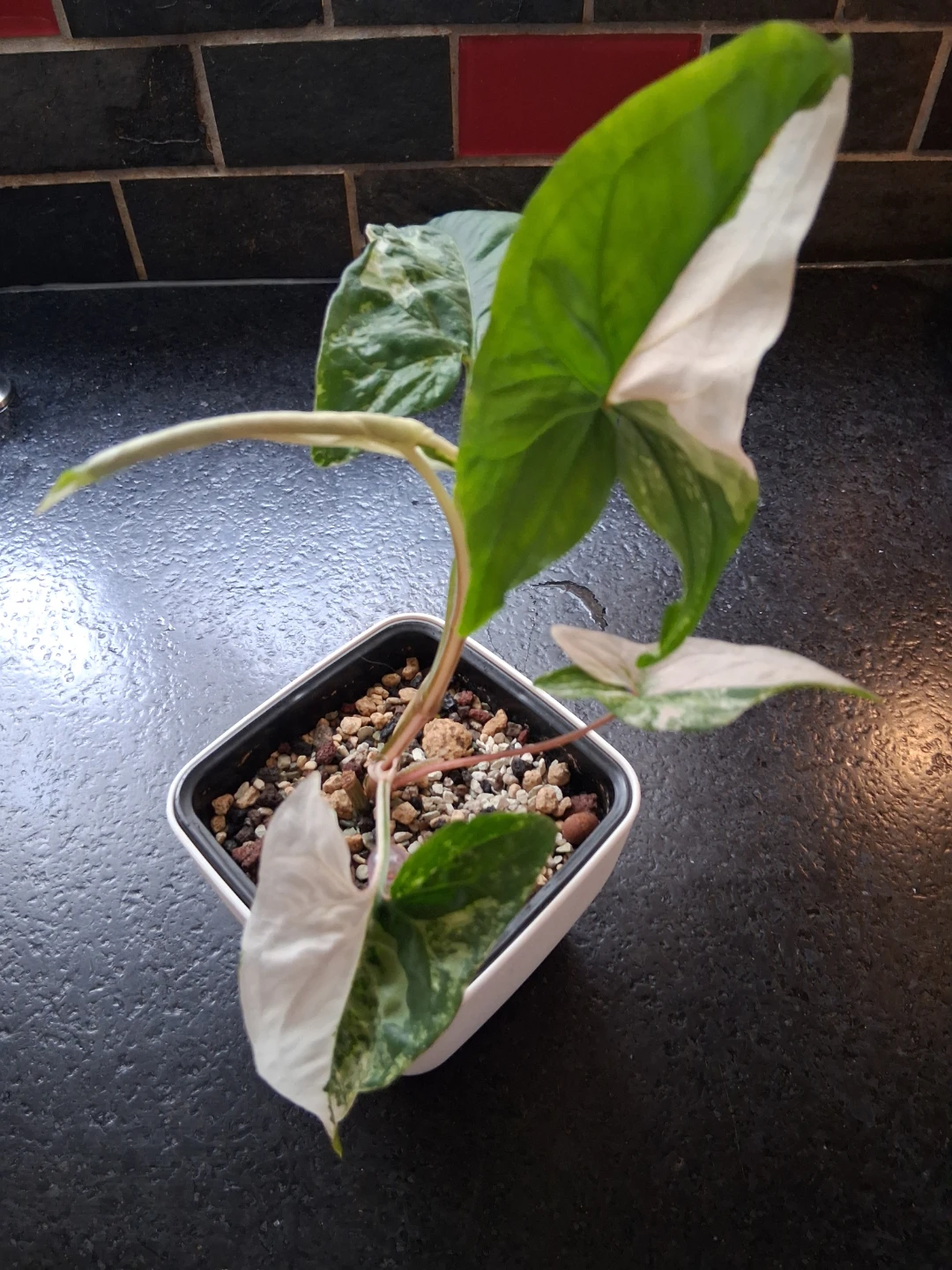 Syngonium Albo - photo 2