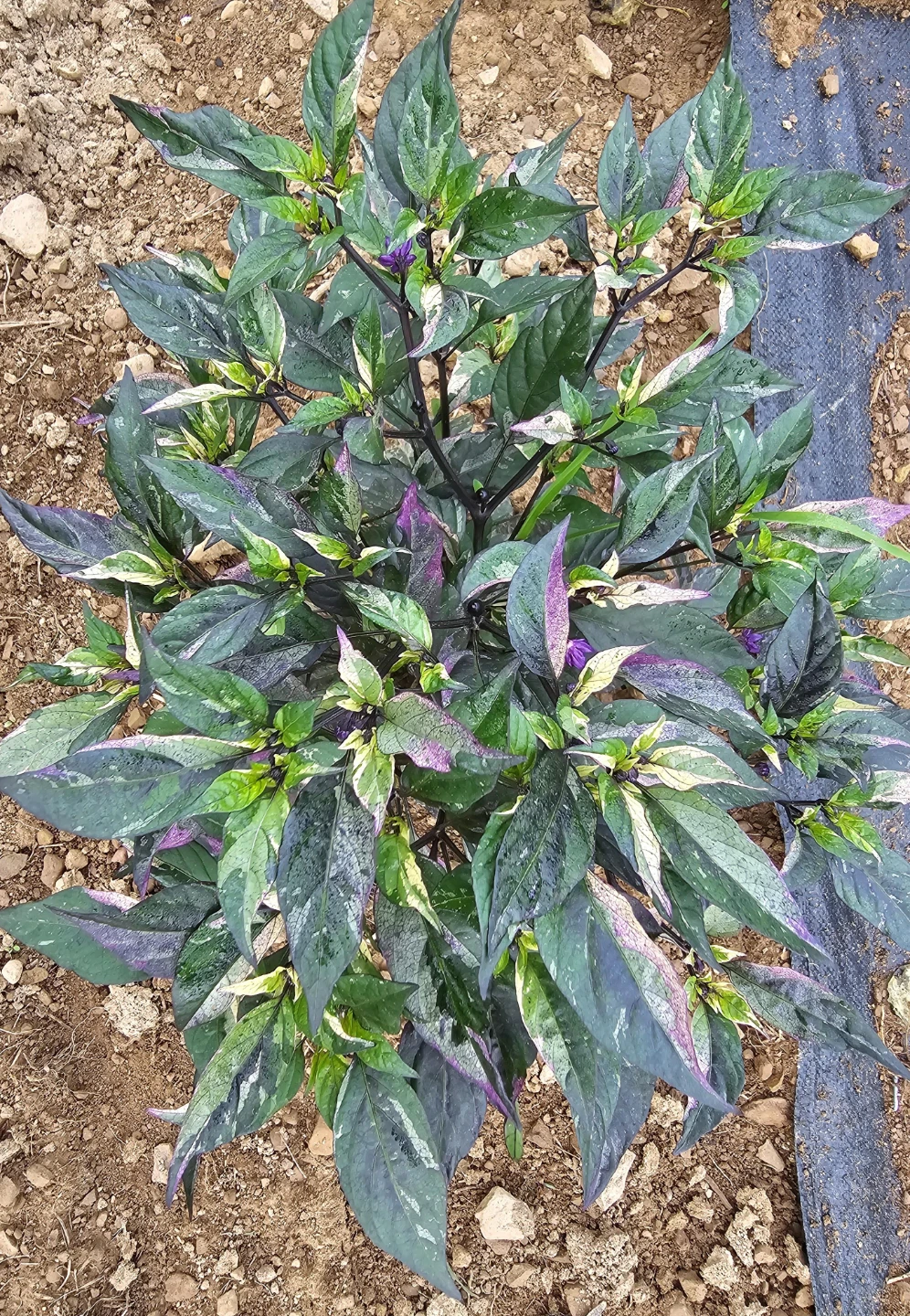 Variegated Pepper Plant Seedling