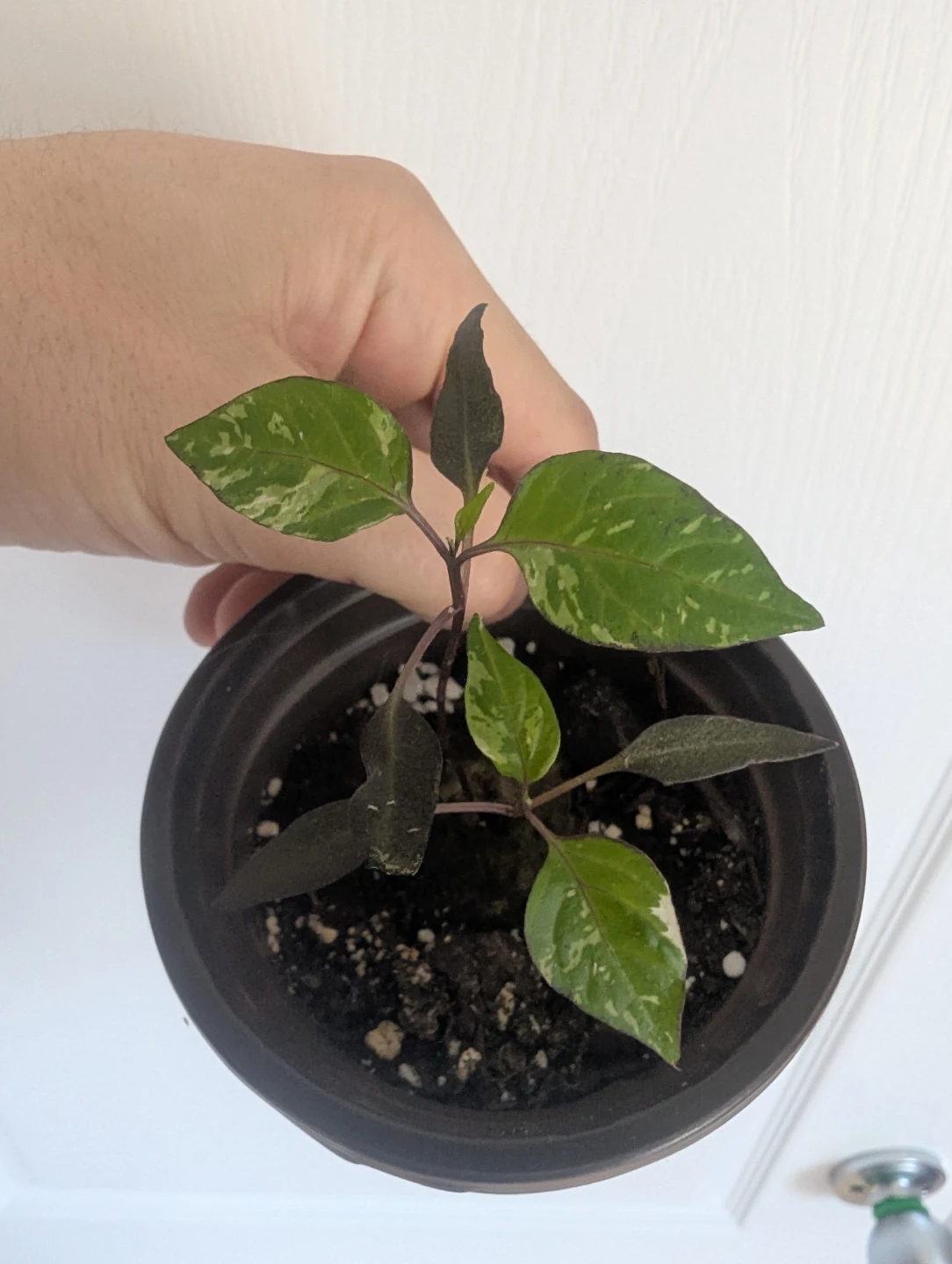Variegated Pepper Plant Seedling - photo 2