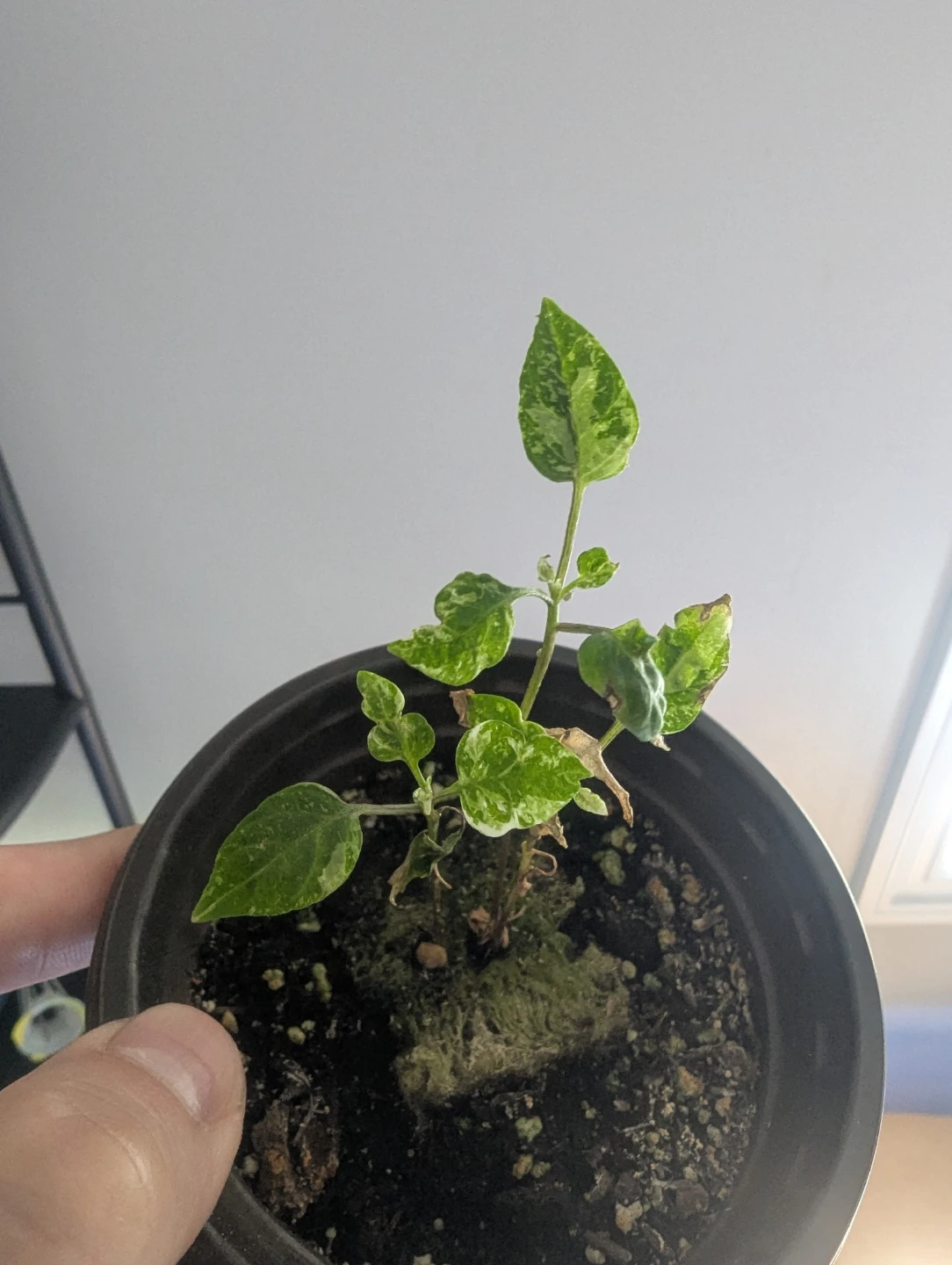 Variegated Pepper Plant Seedling - photo 3