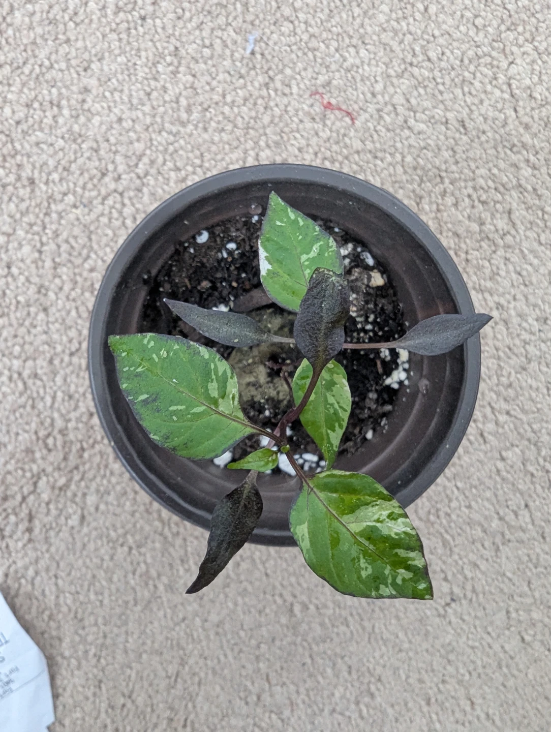 Variegated Pepper Plant Seedling - photo 4