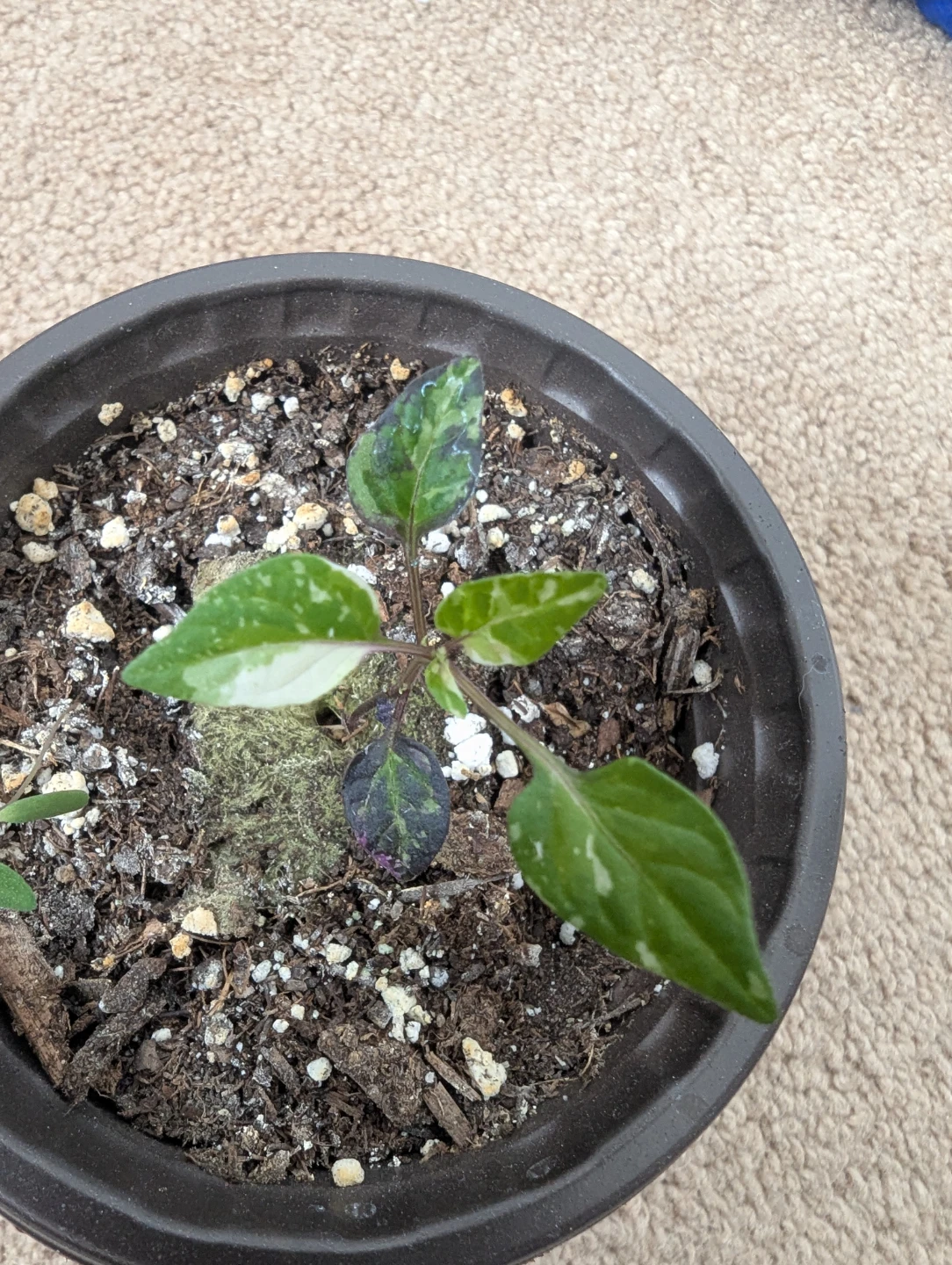 Variegated Pepper Plant Seedling - photo 5