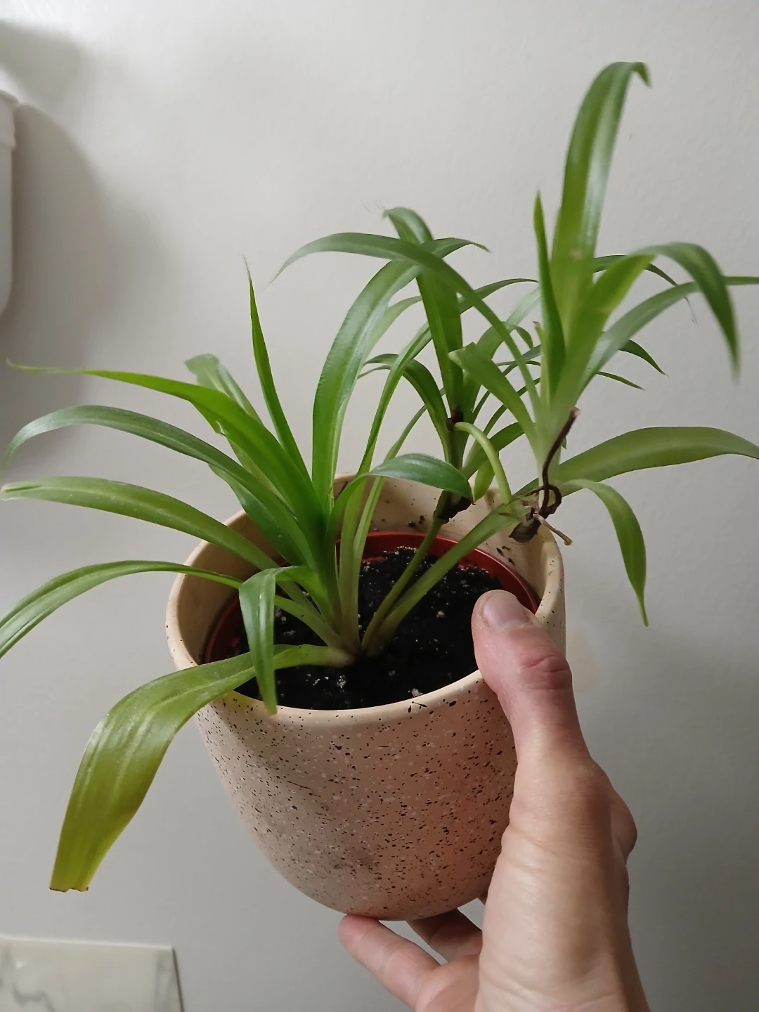 Healthy Spider Plant in Ceramic Pot - photo 3