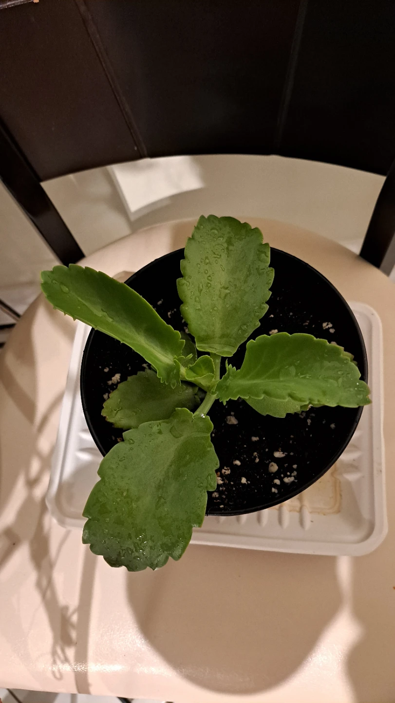 Kalanchoe Plant in Black Pot - photo 2