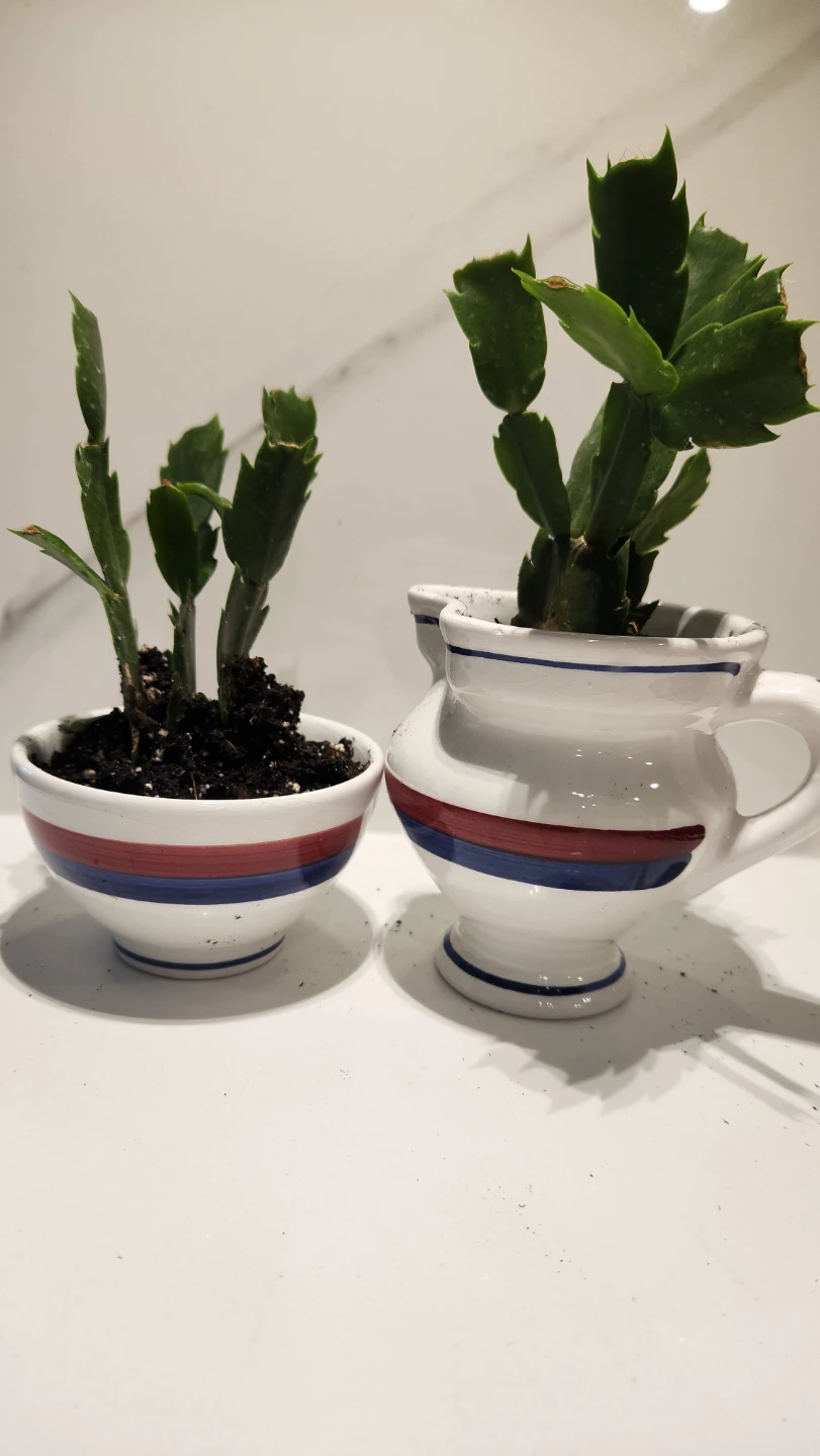 Upcycled cream and sugar planters with plants