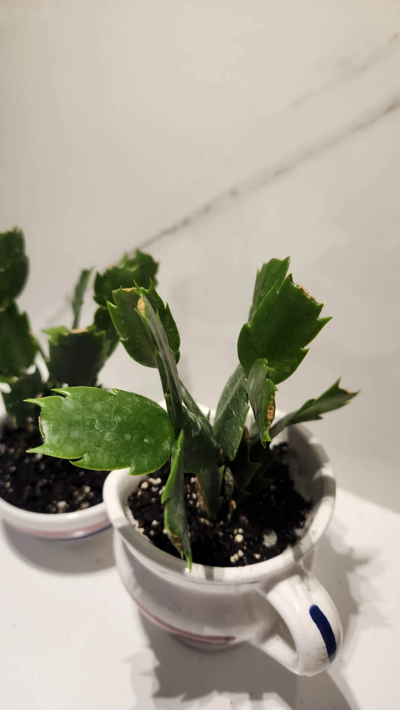 Upcycled cream and sugar planters with plants - photo 3