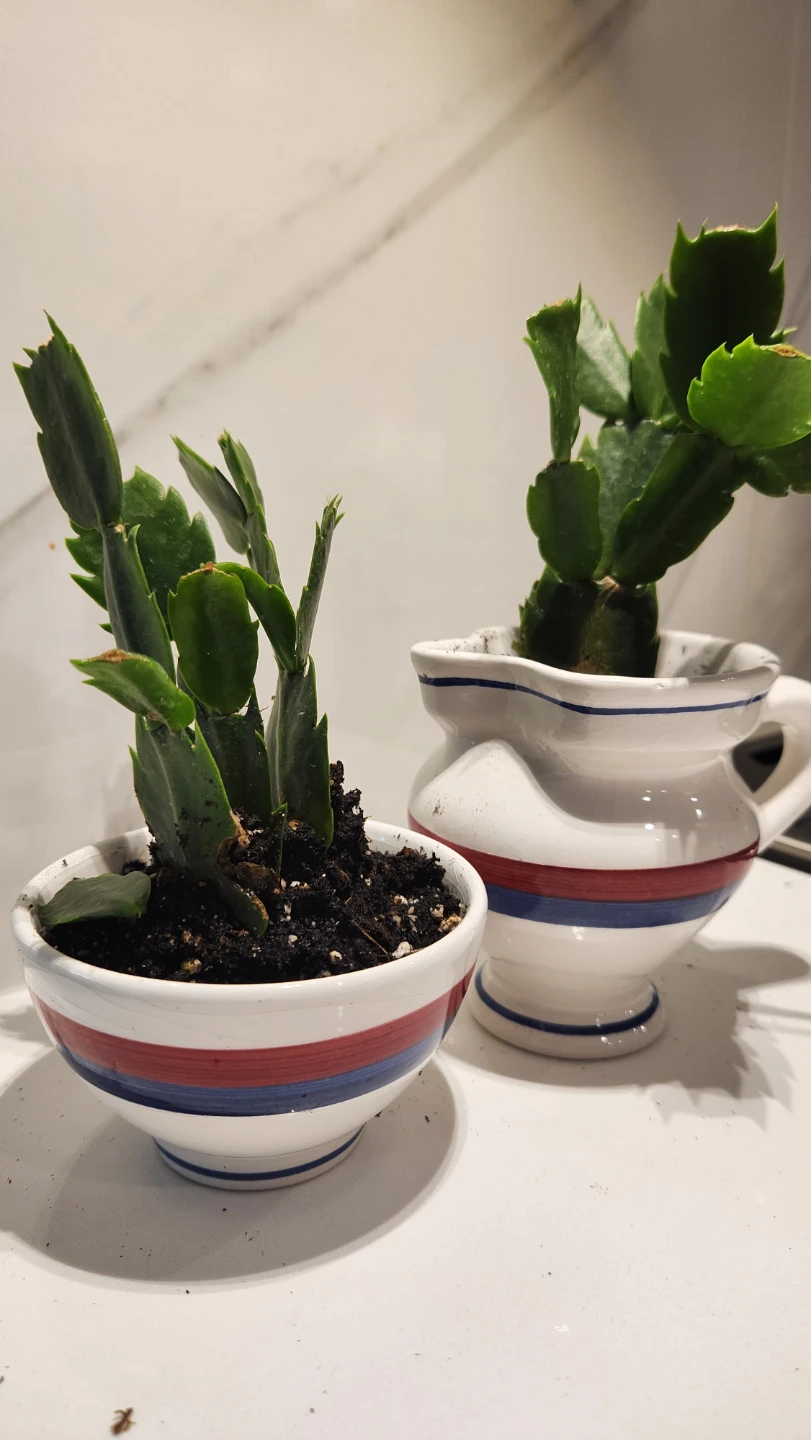 Upcycled cream and sugar planters with plants - photo 4