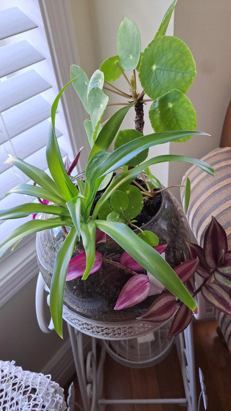 Terrarium with Spider Plant, Pilea, and Wandering Jew