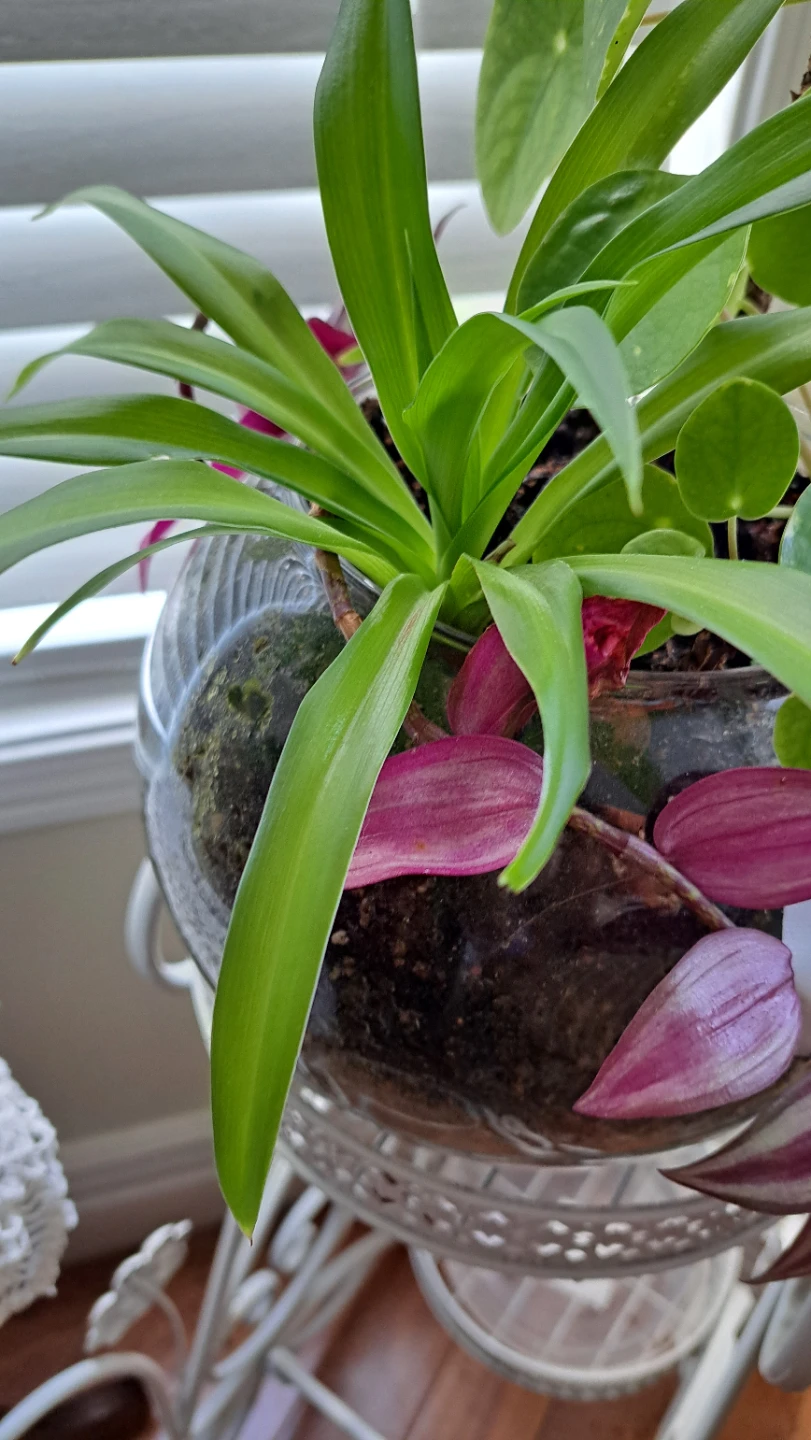 Terrarium with Spider Plant, Pilea, and Wandering Jew - photo 3