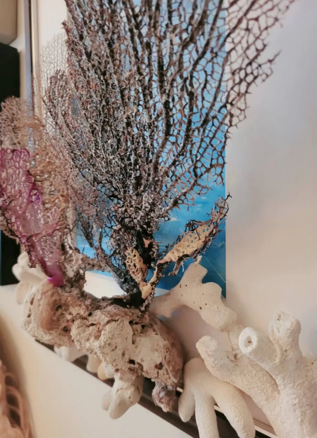 Framed Sea Fan and Coral Wall Art - photo 5