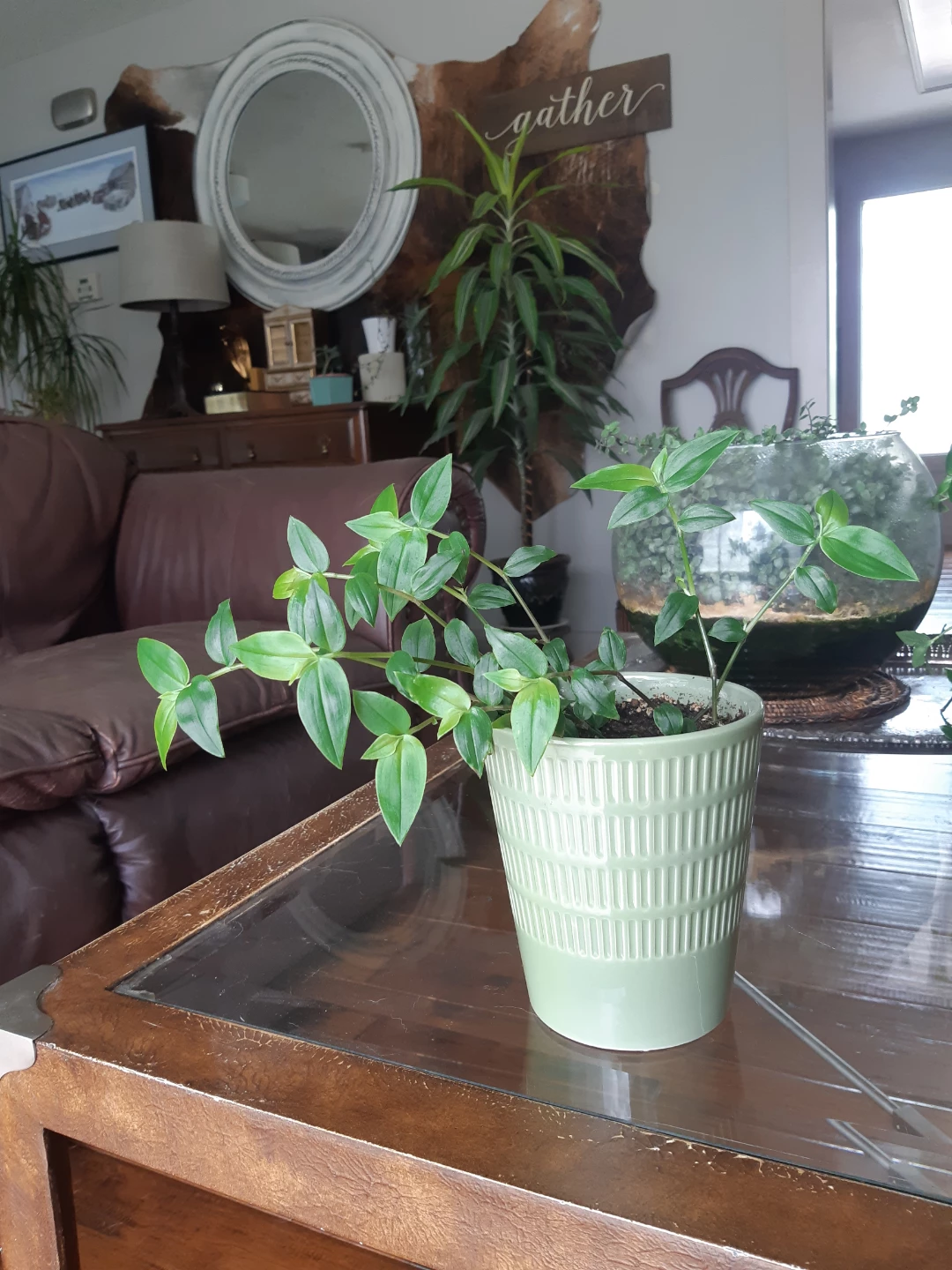 Lush Tradescantia fluminensis plant and ceramic planter - photo 2