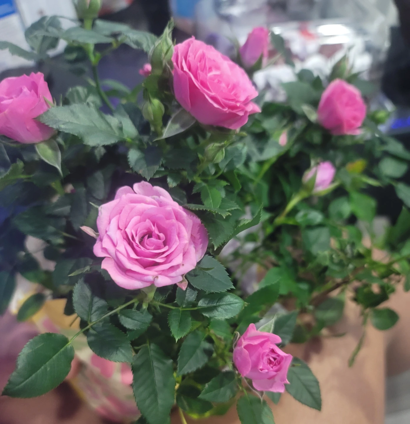 Pink miniature rose plant