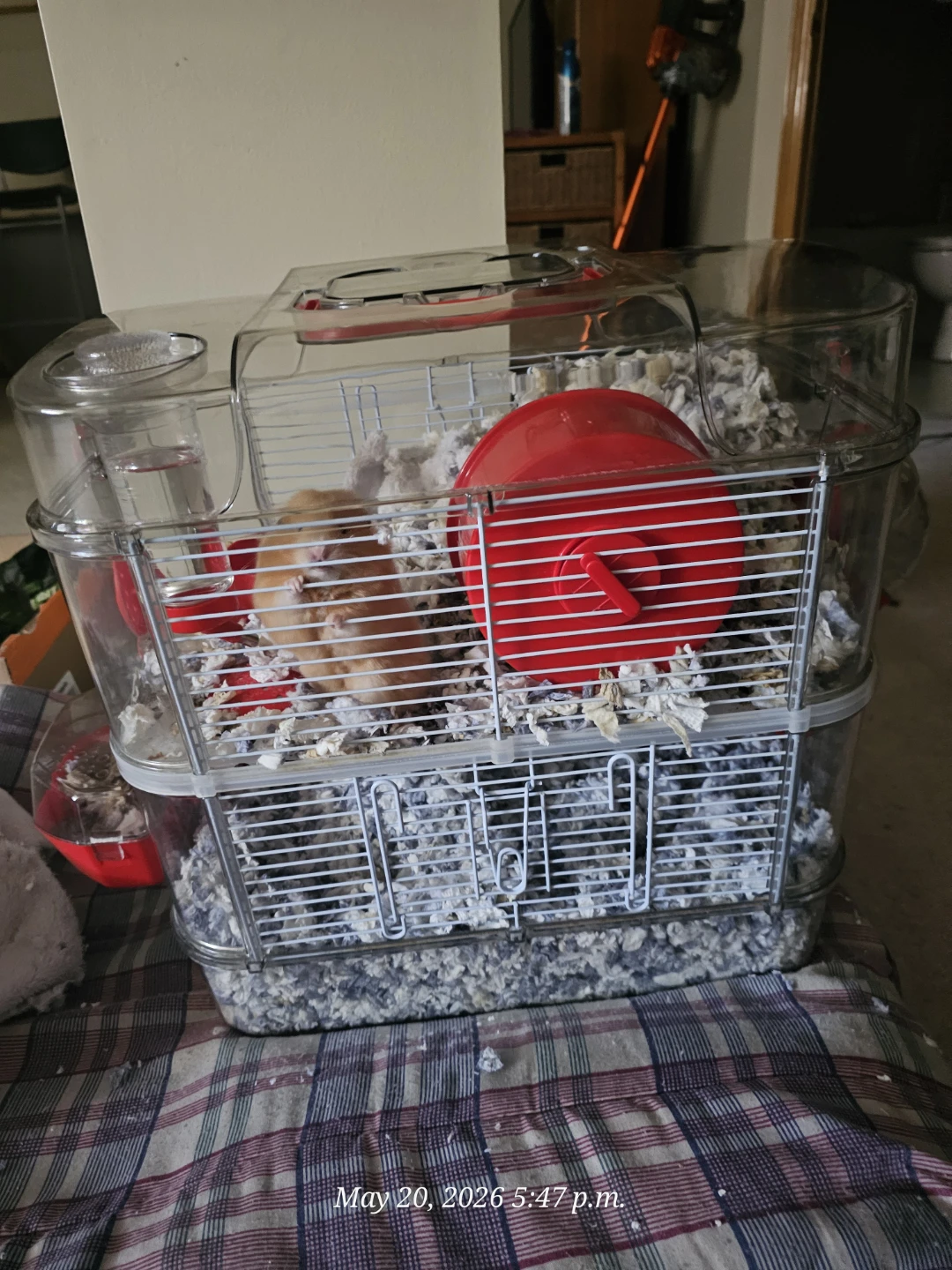 Hamster URGENT!!!
